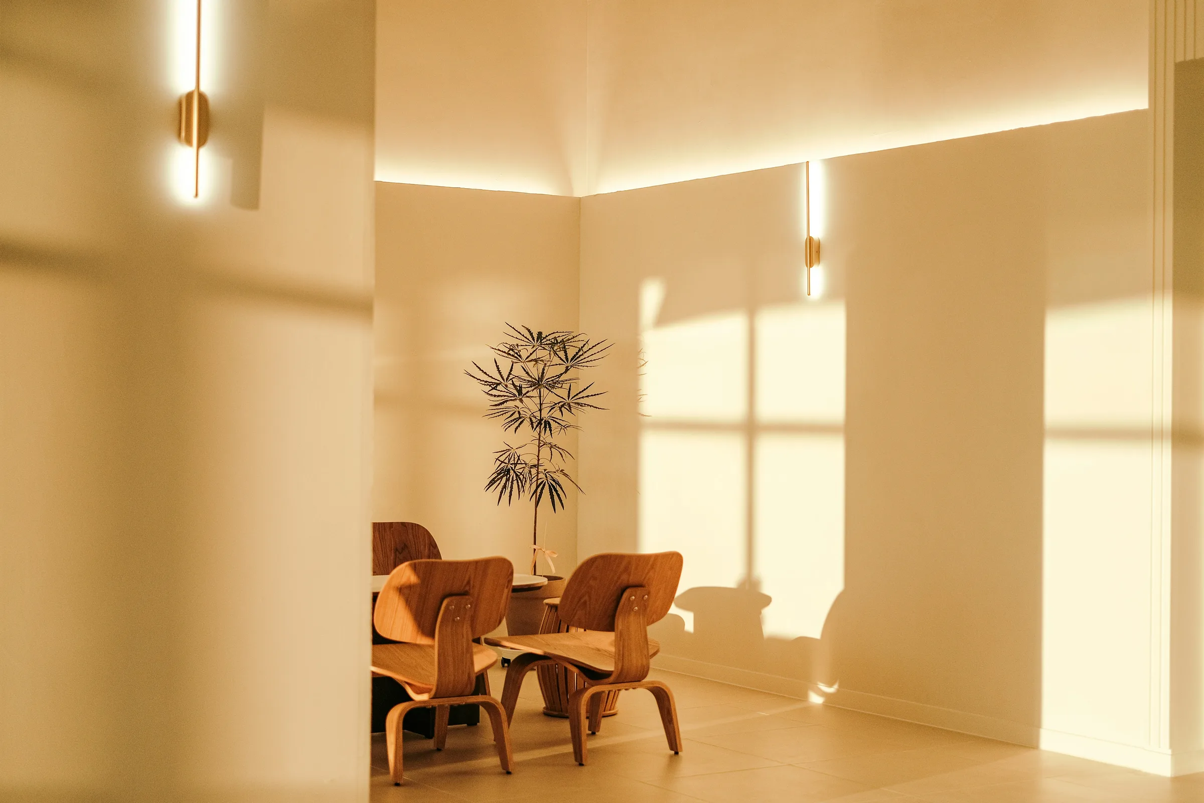 An empty meeting room in late afternoon light, two bentwood chairs and a plant in the corner.